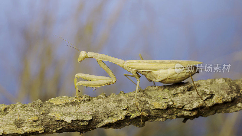 大雌螳螂坐在树枝上，草丛和蓝天为背景。欧洲螳螂(mantis religiosa)